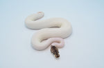 Super Leopard Pastel Red Axanthic Pied Ball Python