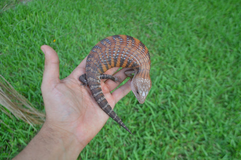 Red Line Northern Blue Tongue Skink