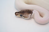 Super Leopard Pastel Red Axanthic Pied Ball Python