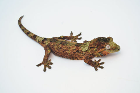 High Red Pine Island Mossy Prehensile Tailed Gecko