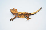 Red Lilly White & Tangerine Extreme Harlequin Crested Geckos (2-pack)