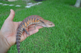 Red Line Northern Blue Tongue Skink