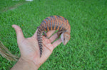 Red Line Northern Blue Tongue Skink