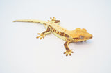 Red Lilly White & Tangerine Extreme Harlequin Crested Geckos (2-pack)