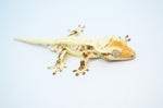 HOLDBACK High Expression Tricolor Extreme Harlequin Pinstripe Lilly White Crested Gecko