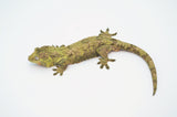 Pine Island Mossy Prehensile Tail Gecko (GREEN)