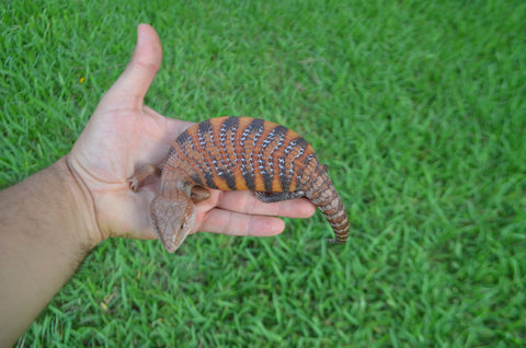 Red Line Northern Blue Tongue Skink