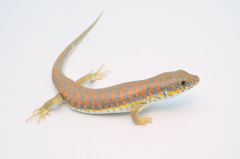 Schneider's Skink