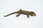 Pine Island Mossy Prehensile Tail Gecko