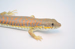 Schneider's Skink