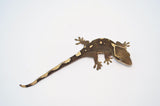 White Collar Slender Prehensile Tail Gecko