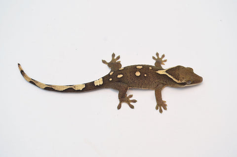 White Collar Slender Prehensile Tail Gecko