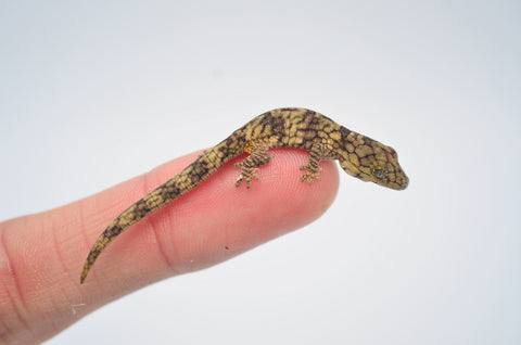 Vieillard's Chameleon Gecko