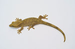 Blonde Sarasinorum Gecko