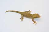 Blonde Sarasinorum Gecko