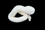 Enchi Ivory Pied Ball Python