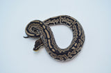 (Pos Super) Leopard Red Axanthic Het Pied Ball Python