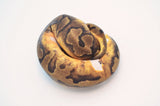 (Pos Leopard) Enchi Pied Ball Python
