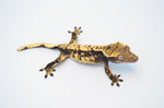 Extreme Harlequin Crested Gecko