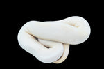 Enchi Ivory Pied Ball Python