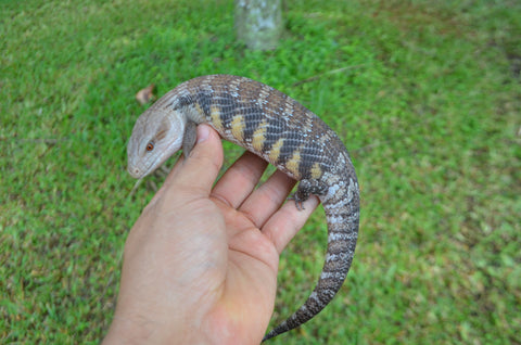 Pitch Black Line Northern Blue Tongue Skink