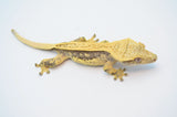 Cream Harlequin Pinstripe Crested Gecko