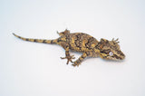 Banded/Reticulated Gargoyle Gecko