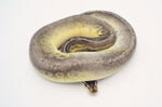 Sandblast Sterling Ball Python (het pied)