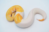 Pastel Dream Ball Python