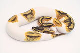 Enchi Yellowbelly Pied Ball Python