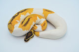 Orange Dream Yellowbelly Enchi (Gene X) Pied Ball Python