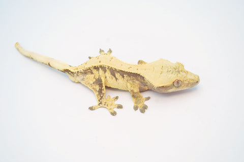Hypo Drippy Whitewall Harlequin Crested Gecko