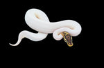 Pastel Enchi HRA Pied Ball Python (Poss super pastel leo)