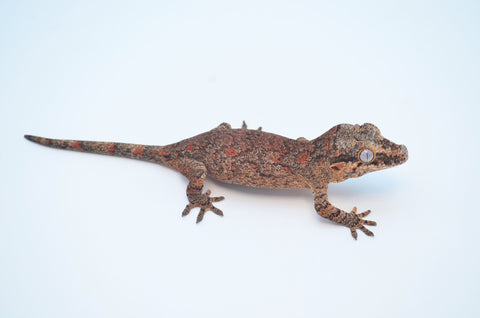 Orange Blotched Reticulated Gargoyle Gecko (Possible pink/orange base)