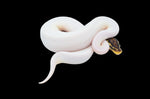 Pastel Enchi HRA Pied Ball Python (Poss super pastel leo)