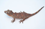 Orange Blotched Reticulated Gargoyle Gecko (Possible pink/orange base)