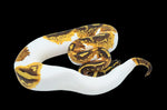 Enchi Yellowbelly Pied Ball Python (Pos Leo)