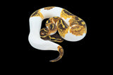 Enchi Yellowbelly Pied Ball Python (Pos Leo)