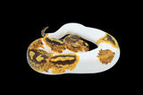 Enchi Yellowbelly Pied Ball Python (Pos Leo)