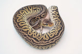 Pastel Leopard Red Axanthic Het Pied Ball Python