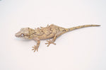 Banded/Reticulated Gargoyle Gecko
