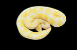 Lavender Albino het Pied Ball Python