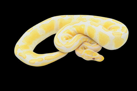 Lavender Albino het Pied Ball Python