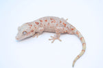 Orange Blotched Gargoyle Gecko