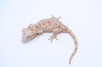 Red Striped Gargoyle Gecko (HOLDBACK Pennywise offspring)