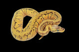 Lemonblast Yellowbelly Het Clown Pied Ball Python