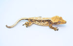 Drippy Whiteout Harlequin Quadstripe Crested Gecko