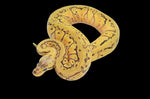 Lemonblast Yellowbelly Het Clown Pied Ball Python