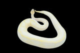 Pastel Enchi Ivory het Pied Pied Ball Python (Copy)