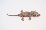 Pastel? Banded/Reticulated Gargoyle Gecko
